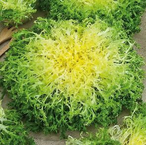 Endīvija 'Grosse Pommant Seule'